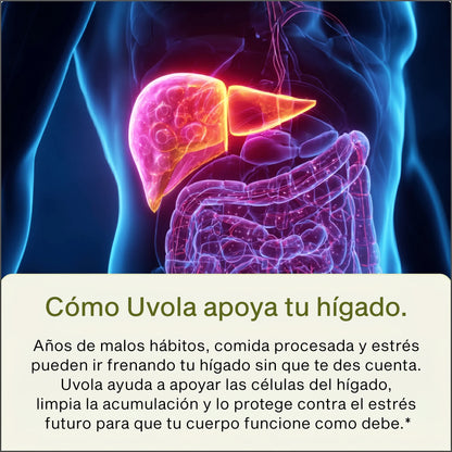 Uvola - Apoyo Hepático con Cardo Mariano